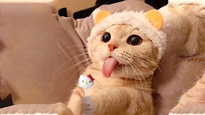 Cute Baby Cats and Funny Cats 🐱 Videos to Keep You Smiling!
