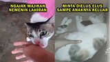 BIKIN HARU! Sambil Gigit Tangan, Induk Kucing Ajak Majikan Temani Melahirkan