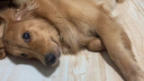 Thú cưng dễ thương | Chó Golden Retriever gặm khoai lang