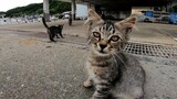 Những chú mèo con xuất hiện ở cảng cá, mèo Calico đến rồi!