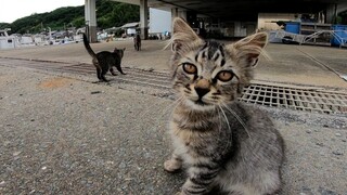 เมื่อไปยิงลูกแมวที่ท่าเรือประมง แมว Calico มาแล้ว