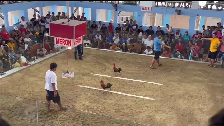 Third Fight 3 cocks Timbangan 100k/champ - Win