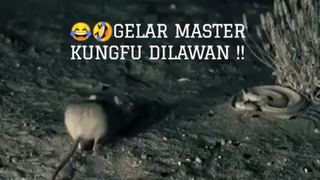 MASTER KUNGFU DILAWAN ?