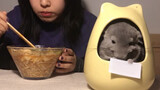A Chinchilla Suddenly Becomes A Silent And Autistic Pretty Dummy