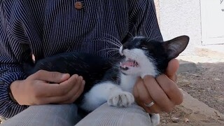 The tuxedo cat came talking as he came to me.