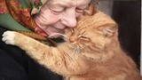 Special Ways CATS Show That YES, They ACTUALLY Love You - Cute Cat Show Love