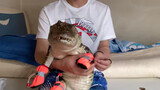 [Động vật]Đôi giày mới cho chú cá sấu nhỏ
