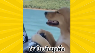 สัตว์เลี้ยงเพื่อนขนปุย : เจ้าโกลเด้นสุดดื้อ
