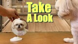 My Dog's Reaction Seeing A Mirror After Getting Groomed | Cute & Funny Shih Tzu Dogg Video