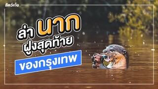 ล่านาก....ฝูงสุดท้ายในกรุงเทพ | พาหมอไปหานาก EP.2