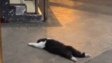 [Hewan]Kucing: Aku Perlu AC, Panas Sekali!