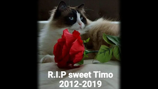 ครั้งสุดท้ายของ Timo ที่บ่อปลาคราฟ - RIP Timo