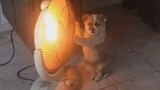 【Funny Videos】This Dog Made Me Laugh for Seven Days And Nights