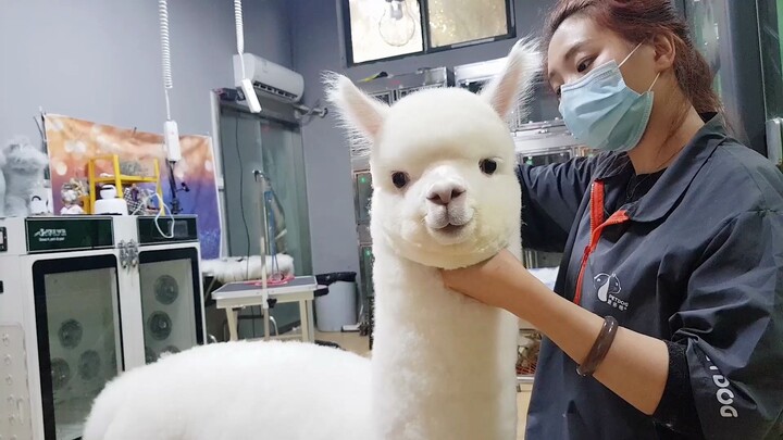 Bringing an alpaca for a makeover, watch this amazing transformation!