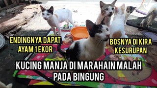 Ngeprank Kucing Di Marah-Marahin Saat Mau Makan Ini Reaksi Mereka..!