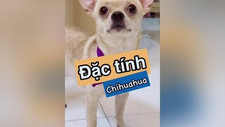 Đặc tính chihuahua đại thiếu gia Bự! chihuahua pet thucung thucungvuinhon thucungdethuong dactinhthucung bựdog bupicare chó chó_cưng