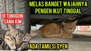 Kucing Oyen Jadi Tamu Malah Ketakutan Mau Nangis Ngumpet Di Bawah Mobil..!