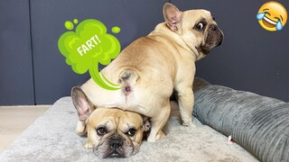 The Funniest Dogs Reaction To Fart Compilation Of 2022| Pets Town