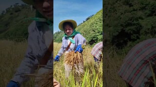 Tradisyonal na Pag-ani ng Palay sa Rice Terraces