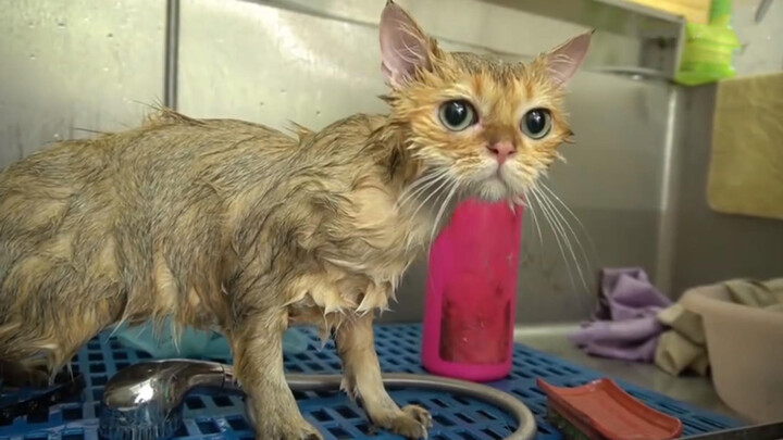 Mèo Ragdoll: cửa hàng thú cưng tắm cho mèo đắt nhất trong 7 năm qua!