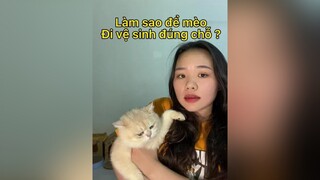 Cách dạy mèo đi vệ sinh đúng chỗ cat mèo mẹohay