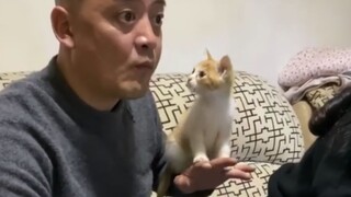 爸妈：你敢养猫我就（使劲rua猫并且）把你腿打断！