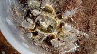 Tarantula Spesies ( Ceratogyrus darlingi ) African rear horned baboon