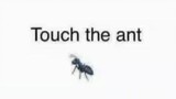touch the ant