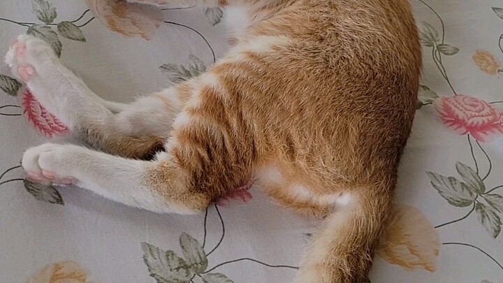 Mew...
