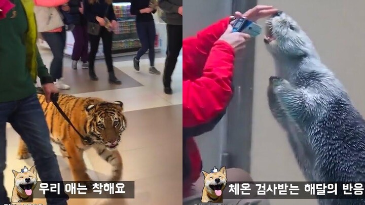 ทำไมคุณไม่ควรเดินเสือบนถนน Funny Animal Meme