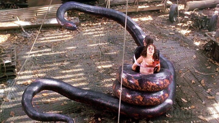 Humans Gets Trapped Inside A Plane Full Of Poisonous Snakes - Bilibili Humans Gets Trapped Inside A Plane Full Of Poisonous Snakes - Bilibili