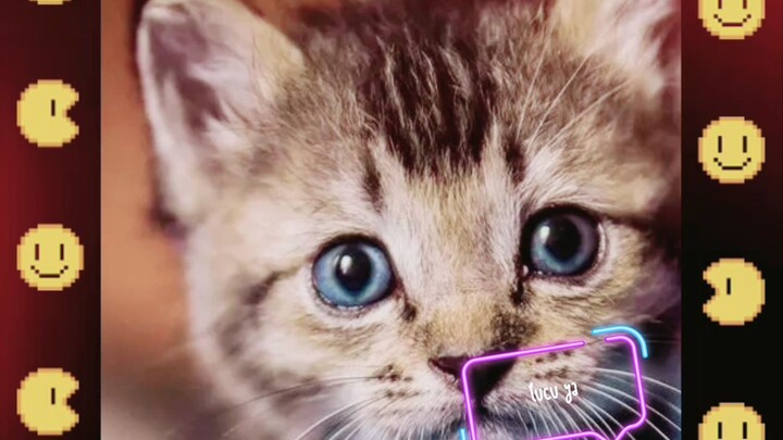 kitty cat