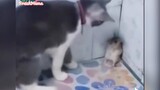 Live action của Tom and Jerry