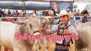 #การสูญเขาวัว มีข้อดี อย่างไร