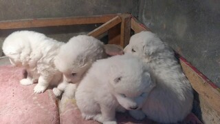 Anak anjing Samoyed mulai makan. Induk anjingnya sudah lama pergi dan dia tersesat. Begitu dia melih