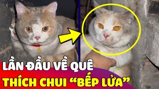 Báo thủ 'MỒN LÈO' lần đầu về quê chơi lại 'CHUI BẾP LỬA' khiến con Sen bất lực giải cứu 😅 Gâu Đần