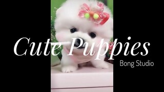 Chó con dễ thương nhất thế giới | Cute Puppies | TikTok China 6