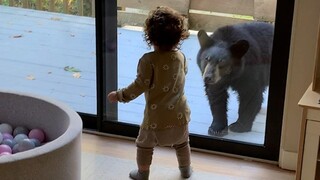 Bear Tries To Get At Human Top Viral Videos Of The Week