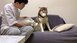 [สัตว์]เมื่อ Huskies ของคุณทำผิดพลาด...