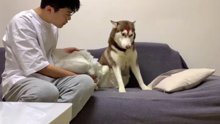 [Animals]When Your Huskies make some mistakes...