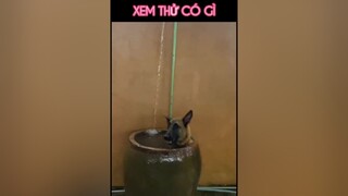 E đã tự tắm sạch, chỉ cần có thêm nồi là xong 😂 dangyeu thucung vietnam