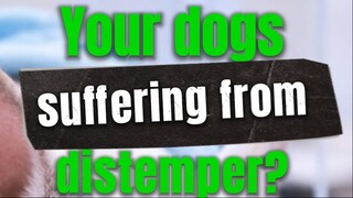 What Is Distemper in Dogs and Puppies?