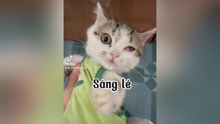 Hết lé nha. Nay up Sáng hơi nhiều. Mai up típ mèo cat DemNguocNoel