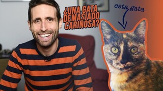 ¿Es normal que mi gata esté excesivamente cariñosa con nosotros?