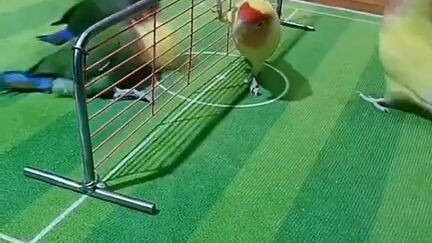 Burung Main Bola Basket