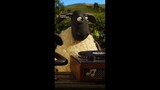 Malah Lebih Hafal Versi Yang Ini... 😓 | Shaun The Sheep | #Shorts