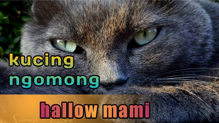 Suara kucing manja ngomong manggil mamanya 😹 funny cats