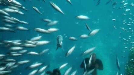 Lịch làm việc của Octopus Topo: chịu đựng Aquaman rồi vừa làm việc vừa chửi thề. #...