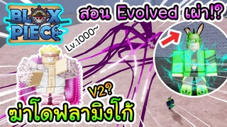 Roblox : Blox Piece ฆ่าบอสโดฟลามิงโก้ Lv.1000 และ Evolved เผ่าพันธุ์!!?