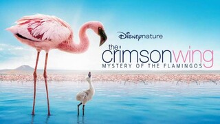 The Crimson Wing: Mystery of the Flamingos (2008) full Movie